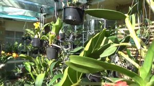ОРХИДЕЯ РИНКОСТИЛИС. УХОД. RHYNCHOSTYLIS GIGANTEA ORCHID