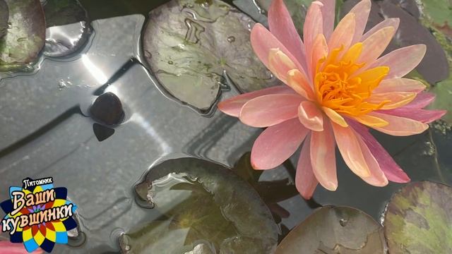 Нимфея Panmongkol (Панмонгкол) кувшинка, waterlily, водные растения, пруд смотреть онлайн