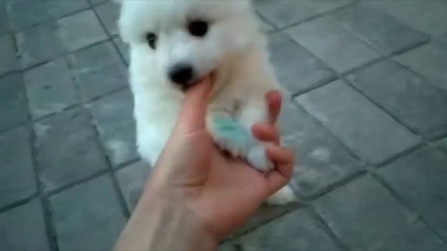 Купить щенка японского шпица - http://beliy-lekar.ru