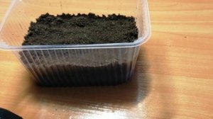 Выращивание катальпы из семян. Посадка семян катальпы на рассаду. Часть 1.