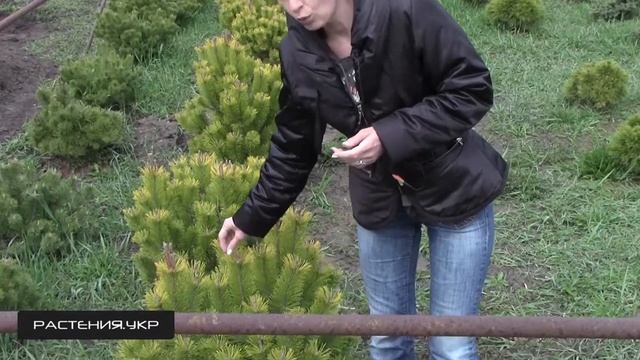 Сосна горная Винтер Голд / Сосна посадка и уход