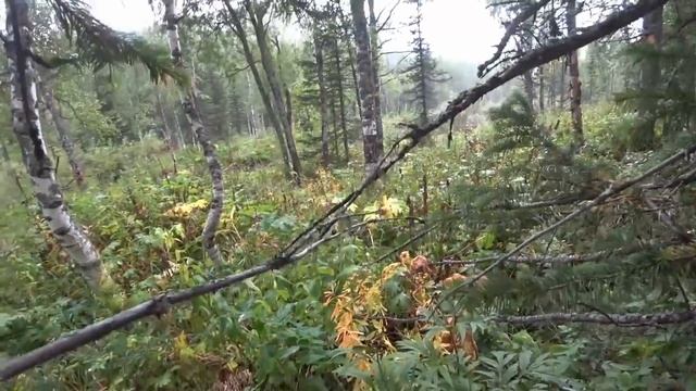 ЛОВЛЯ КРУПНОГО ХАРИУСА на ЗАСЕКРЕЧЕННОЙ Таёжной РЕКЕ Хакасии!!! смотреть онлайн