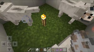 Как поменять цвет ошейника у собак в майнкрафте