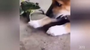 Дикие и домашние животные-№18