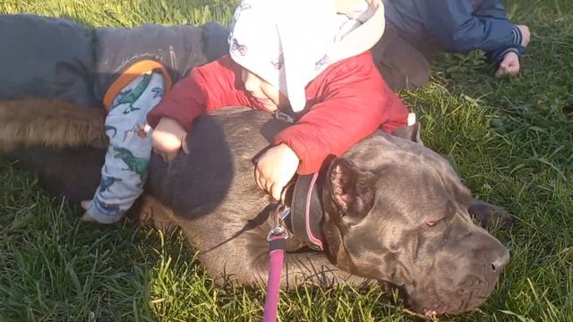 Малыши залюбили Кане Корсо. смотреть онлайн