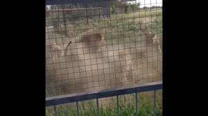 Крым.. Бои и смерти в парке "Тайган"... #тайган #крым#львы #животные