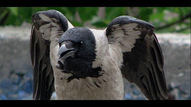 Птицы города.mp4 смотреть онлайн