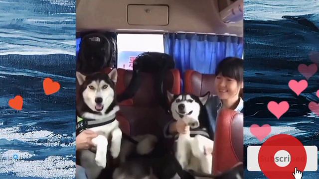 Самые СМЕШНЫЕ ВИДЕО с ЖИВОТНЫМИ 2023😂 Смешные ВИДЕО до слёз😂 Смешные МОМЕНТЫ с ЖИВОТНЫМИ 2023😂👍👍 смотреть онлайн