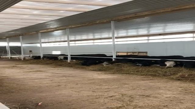 Товарный Абердин Ангус смешанная с герефордом. Продажа Ангус. Адаптация после приезда. Aberdeen Angs смотреть онлайн