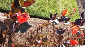 Canna plant red flowers - Canna Lily - Durban - Canna cv  Pandora HD 07