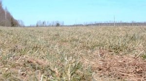 Паттердейл терьер|Первый раз тягает шину|Прогулка на пруд