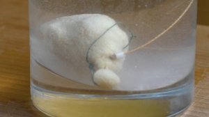 Рыба весной оценит это тесто. Гороховое тесто для рыбалки. My fishing