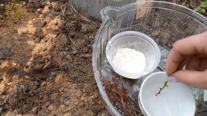 ✂️Открываем сезон черенкования!Черенкую барбарисы✂️24.04.Обзор перезимовавших саженцев?#черенковани