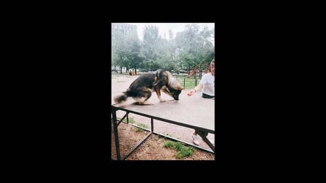 Собачьи площадки - "идеальный выход" смотреть онлайн