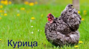 Как говорят животные. Звуки и голоса домашних животных. Обучающее видео для детей