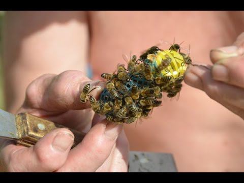 Деление и объединение пчелосемей. Хозяйство А.А. Цветкова