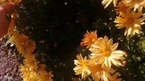 Корейская хризантема Рейган
