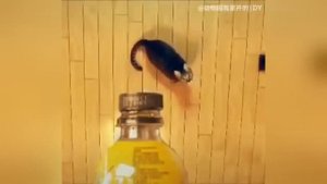 САМЫЕ СВЕЖИЕ ВИДЕО ПРИКОЛЫ 2019 про котов, собак, людей СМЕХ ДО СЛЕЗ