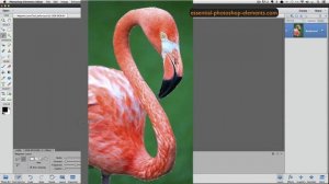 Photoshop Elements Magnetic LassoTool