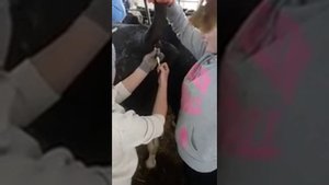 Взятие крови с подхвостовой вены на выявление лейкоза, бруцельоза