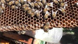 облетелись первые матки в альпийском улье или улей удав.мфу улья