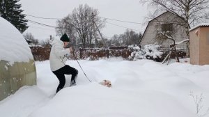 Цвергшнауцер наслаждается снегом