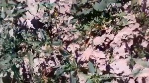 ГОРЧИЦА, РАПС, АМАРАНТ. СИДЕРАТЫ ☘️ ДЛЯ ПЛОДОРОДИЯ И БИОЗАЩИТЫ!  ЧИТАЙТЕ МОИ СТАТЬИ О СИДЕРАТАХ ⤵️!