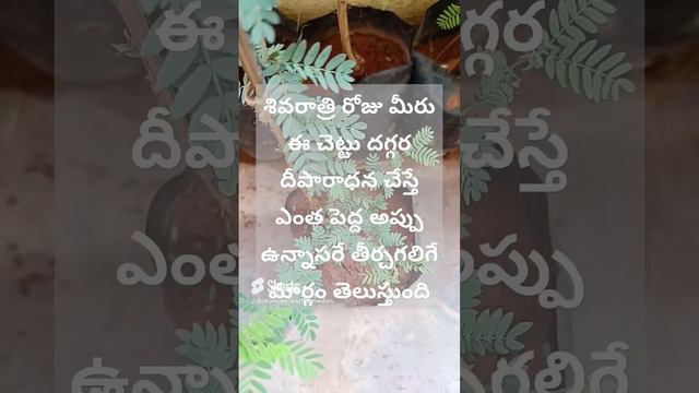 శివరాత్రిరోజు మీరుఈచెట్టు దగ్గరదీపారాధన చేస్తేఎంత పెద్ద అప్పు ఉన్నాసరే తీర్చగలిగే మార్గం తెలుస్తుంద