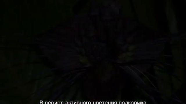 Цветок такка Шантрье — уход в домашних условиях
