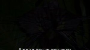 Цветок такка Шантрье — уход в домашних условиях