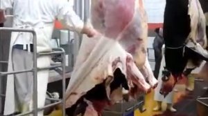 Шкуросъёмные машины для скота