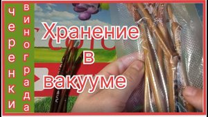 Хранение черенков винограда в вакууме. Эксперимент.
