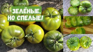 16 сортов зеленоплодных томатов с описанием, фото и видео