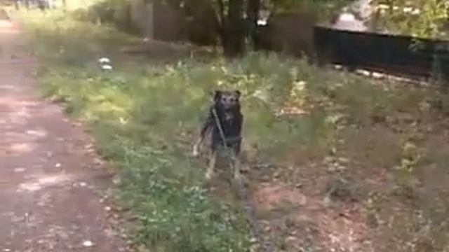 Шлейка смотреть онлайн