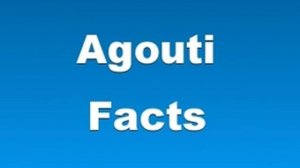 Agouti Facts - Facts About Agutis