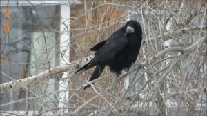 Ржака! Пипец! Прикол! Где беломора достать? best jokes