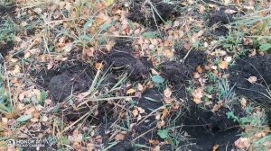 Коп на покосе.