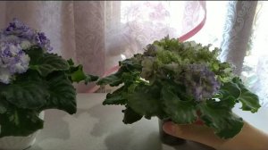 ФИАЛКИ!!! КАК УХАЖИВАТЬ, ЧТОБЫ ЦВЕЛИ И РАДОВАЛИ!!! УХОД ЗА ФИАЛКАМИ(СЕНПОЛИЯМИ) ЛЕТОМ.