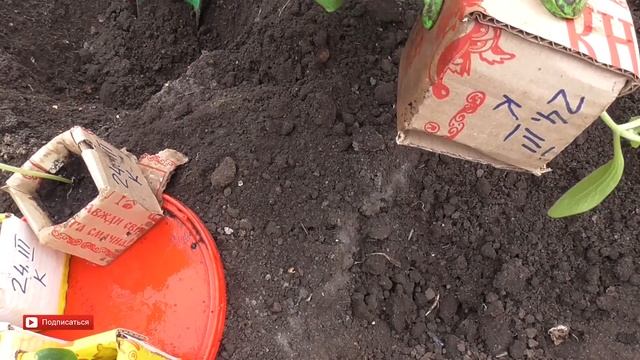 Высадка рассады ОГУРЦОВ и КАБАЧКОВ с горшочками в ПАРНИК в грунт