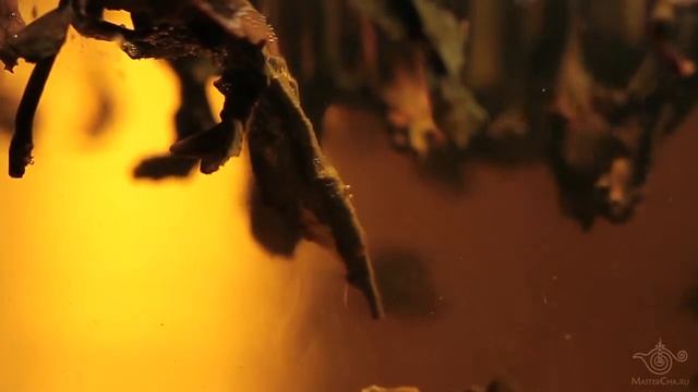 ДАХУНПАО. Большой Красный Халат. смотреть онлайн