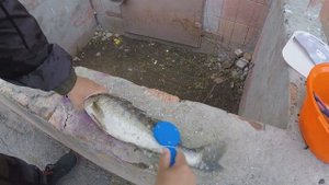 ОБЗОР РЫБОЧИСТКИ. ОТЛИЧНО ЧИСТИТ СУДАКА, ОКУНЯ, БЕРША.