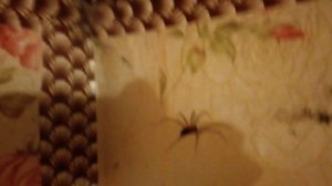 Огромный паук живёт дома. Паук серый сенокосец.