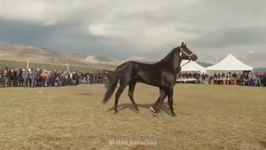 Выставка лошадей Карачаевской породы