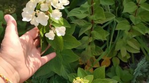 ПОТРЯСАЮЩАЯ КРАСОТА! Гортензиевый сад в сентябре.????