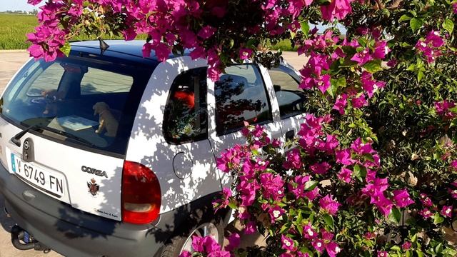 Opel Corsa B 1.4 Swing (Imágenes para el recuerdo) смотреть онлайн