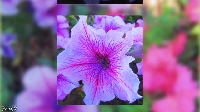 Яркие цветы петунии Этот прекрасный мир🌺 🌸