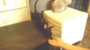 Трюковая дрессировка той-терьера- как научить собаку лезть на стенку.