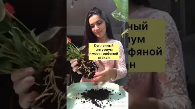 САЖАЮ НОВЫЙ АНТУРИУМ ИЗ МАГАЗИНА!!!МУЖСКОЕ СЧАСТЬЕ