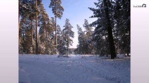 Ахунский сосновый бор (Пенза) и окрестности бывшей психколонии в Ахунах. Январь 2019 года (слайдшоу)