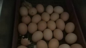 Бройлера Чехия вылуп ,3мая